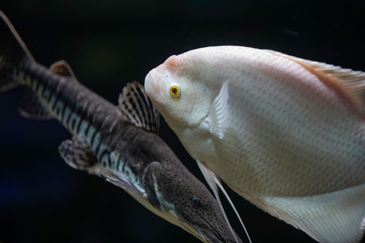 375-Liter-Aquarium – Symbolbild (Bild: Anilsharma26 / Pixabay)