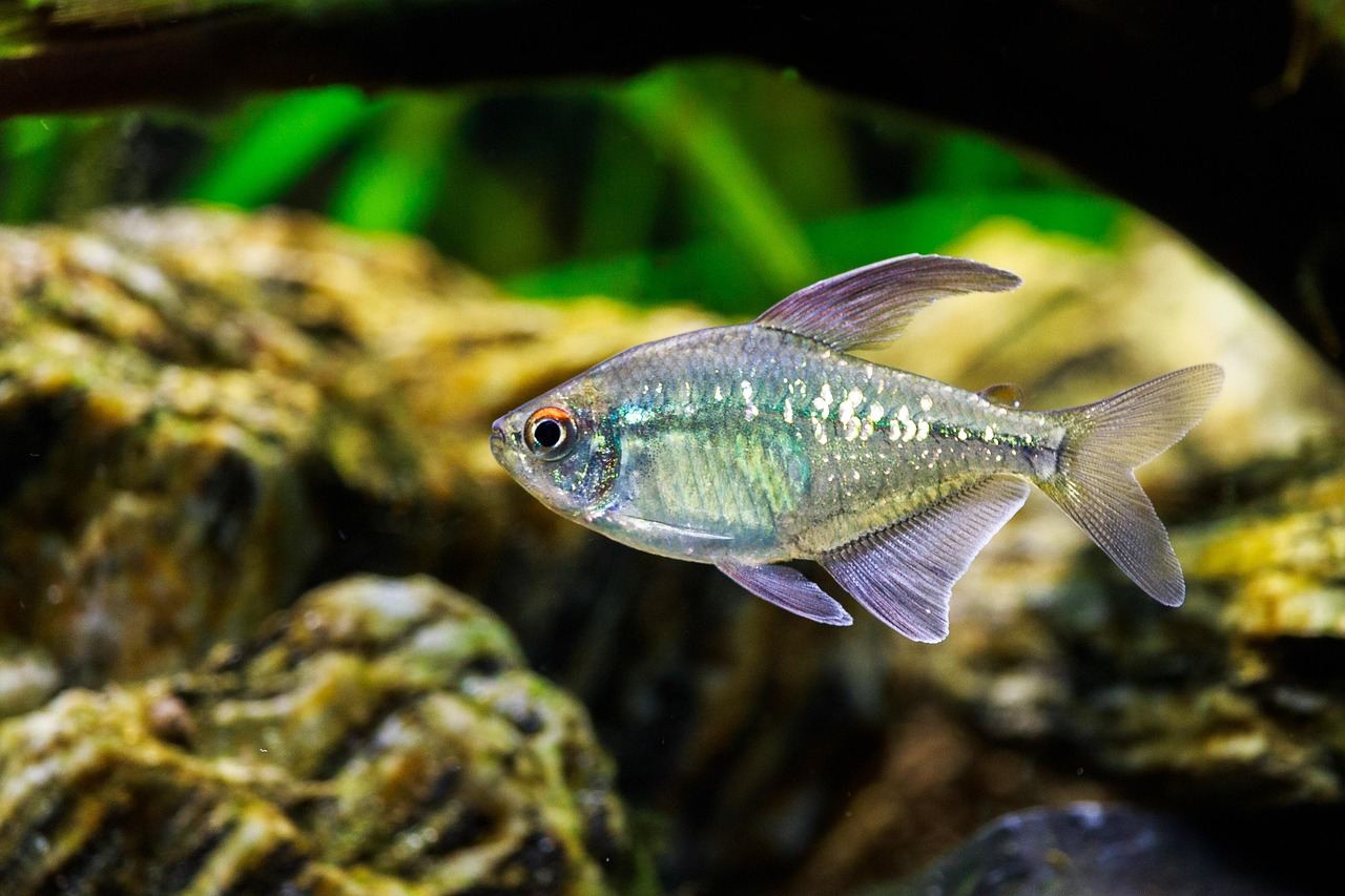 160-Liter-Aquarium – Symbolbild (Bild: Tommy_Rau / Pixabay)