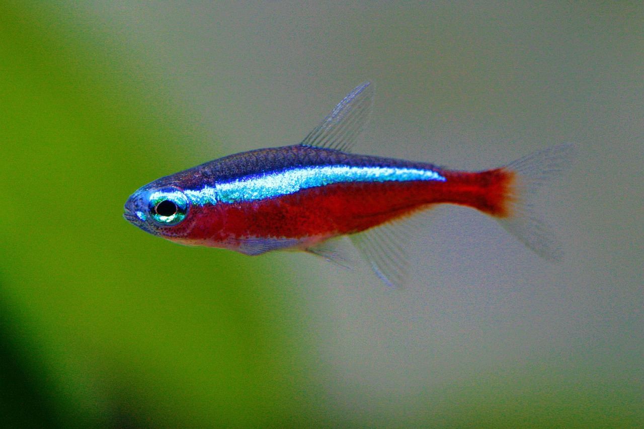 200-Liter-Aquarium – Symbolbild (Bild: Zucky123 / Pixabay)