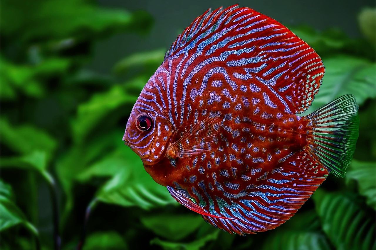 84-Liter-Aquarium – Symbolbild (Bild: Rethinktwice / Pixabay)